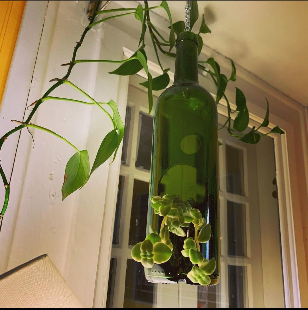 plant terrarium bottle Wine Bottle Terrarium – made by AndVia